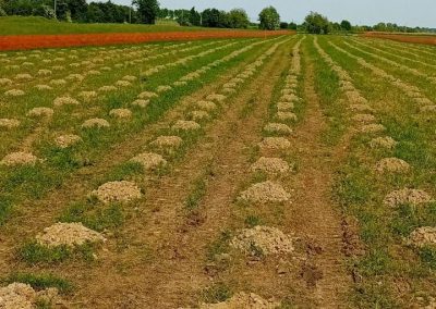 Bonifica Bellica Profonda