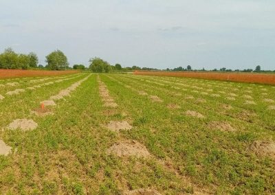 Bonifica Bellica Profonda